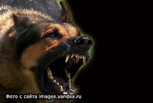 Хозяйка пса-убийцы получила срок