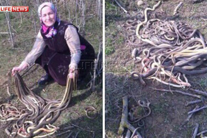 В Дагестане пенсионерка лопатой убила 80 заползших в огород змей