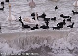 Помогите птицам пережить зиму